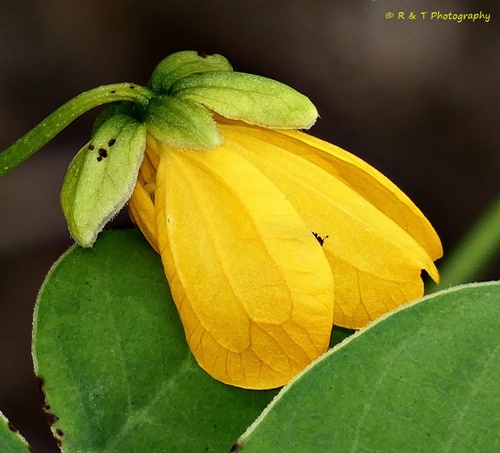 {Senna obtusifolia}